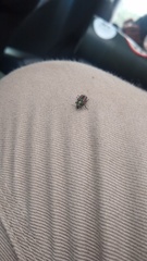 Astylus quadrilineatus