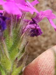 Glandularia tumidula