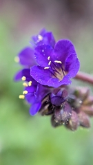 Phacelia crenulata