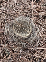 Thryothorus ludovicianus