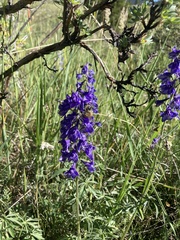 Delphinium barbeyi