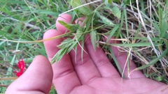 Glandularia peruviana