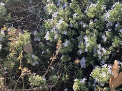 Apis mellifera