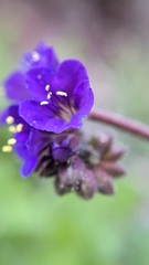 Phacelia crenulata