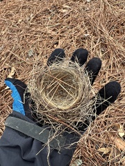 Thryothorus ludovicianus