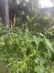 Funastrum heterophyllum