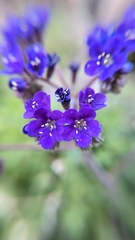 Phacelia crenulata