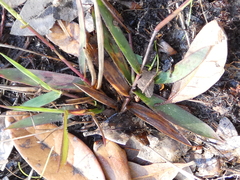 Dichanthelium strigosum