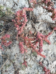 Suaeda taxifolia