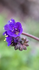 Phacelia crenulata