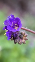Phacelia crenulata