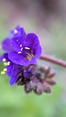 Phacelia crenulata