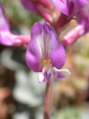 Astragalus cimae cimae