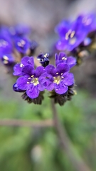 Phacelia crenulata