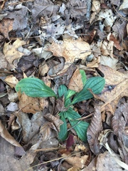 Lithospermum tuberosum