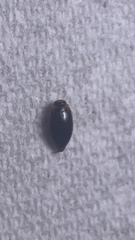 Coptotomus