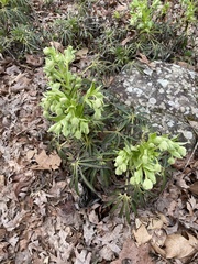 Helleborus foetidus