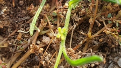Pectocarya peninsularis