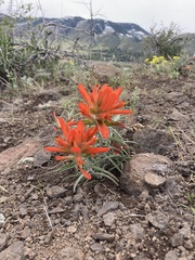 Castilleja integra