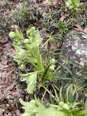 Helleborus foetidus