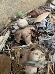 Geastrum fornicatum