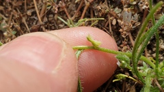 Pectocarya peninsularis