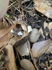 Geastrum fornicatum