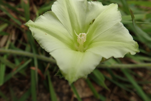 Image of Convolvulus natalensis by no rights reserved