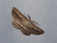 Euphronarcha luxaria