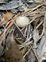 Geastrum fornicatum