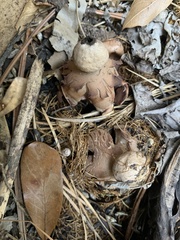 Geastrum fornicatum