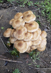 Physalacriaceae