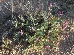 Astragalus cimae cimae