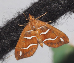 Chaetolopha niphosticha