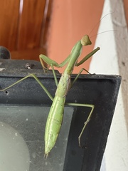 Coptopteryx argentina