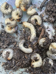Cotinis mutabilis