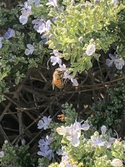 Apis mellifera
