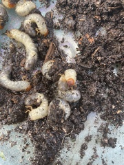 Cotinis mutabilis
