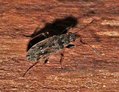 Pseudopachybrachius basalis