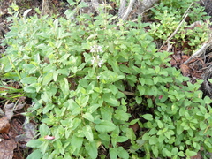 Stachys floridana