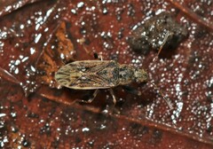 Pseudopachybrachius basalis