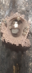 Nannotrigona perilampoides