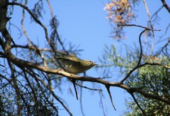 Leiothlypis peregrina