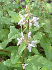 Stachys floridana