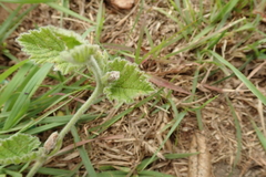 Convolvulus natalensis