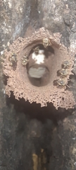 Nannotrigona perilampoides