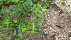 Pholistoma membranaceum