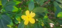 Jasminum mesnyi