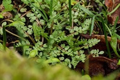 Limnanthes macounii