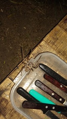 Polybetes pythagoricus